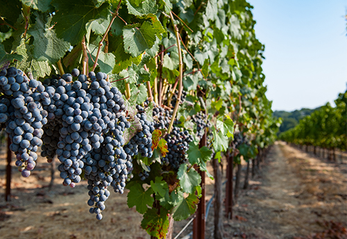 Cabernet franc shop