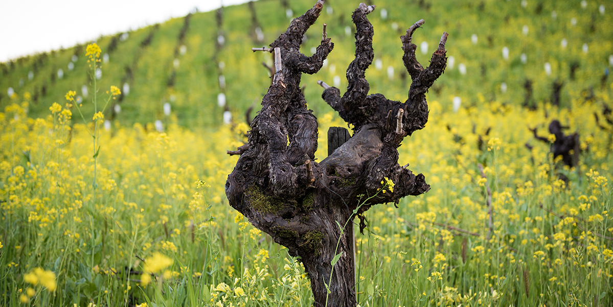 2021 Old Vine Zinfandel 1.5 L | Dry Creek Vineyard