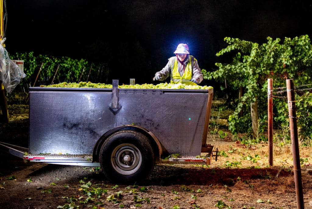 Sauvignon Blanc Night Harvest