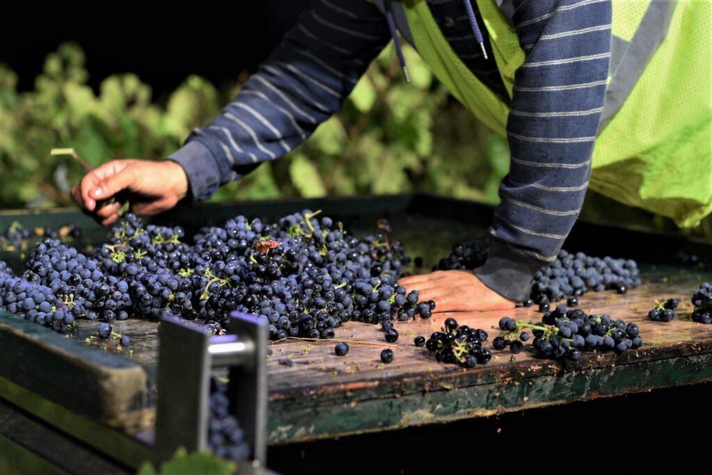 DCV2 Four Clones Vineyard Zinfandel Harvest