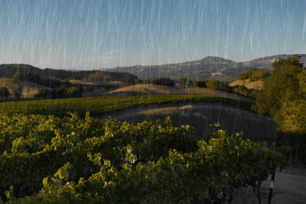 Rainy Endeavour Vineyard