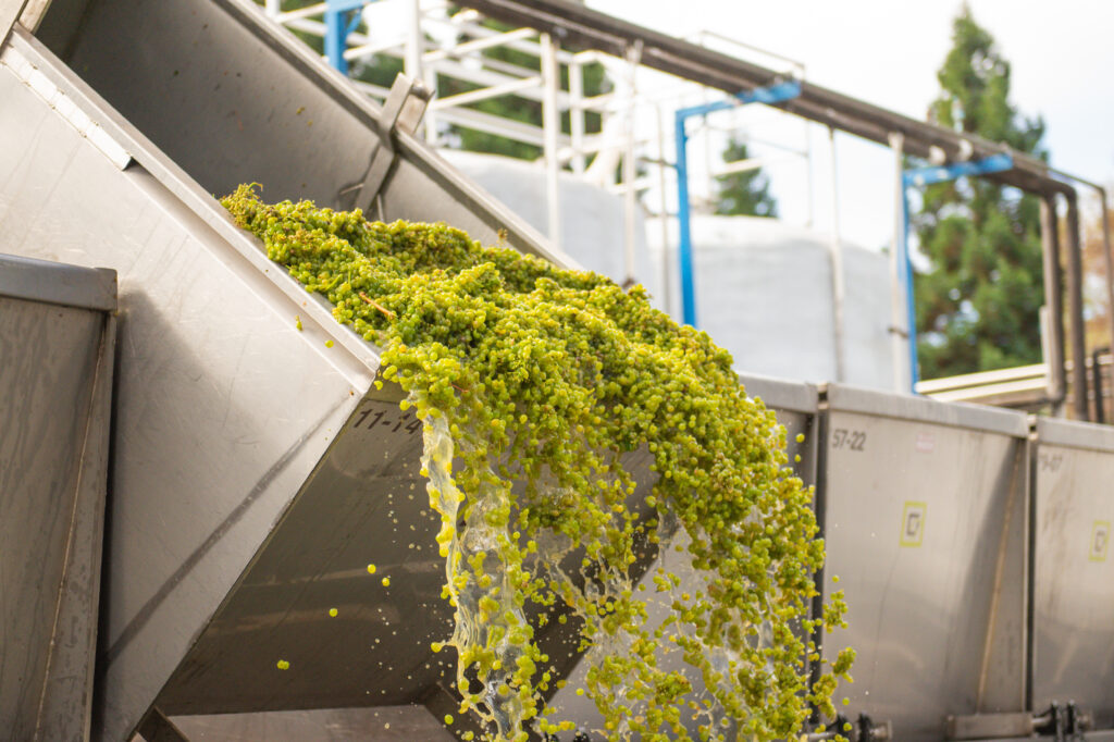 Sauvignon Blanc during Harvest toast