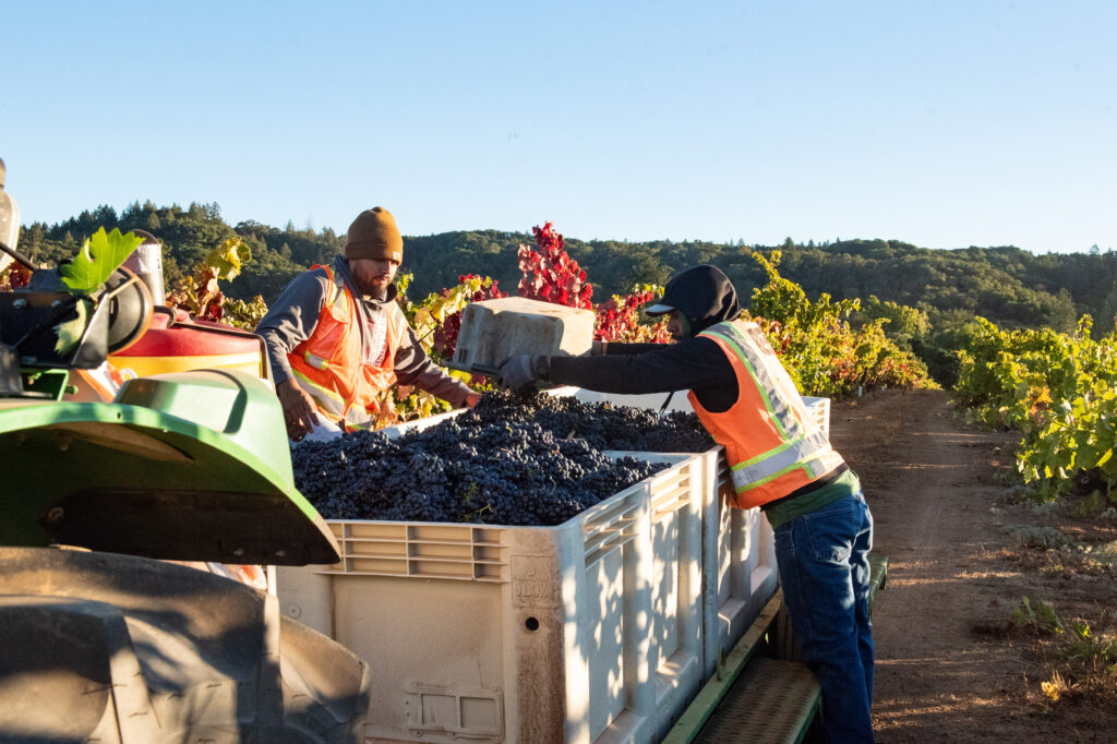 Workers harvest Forchini VIneyard Zinfandel