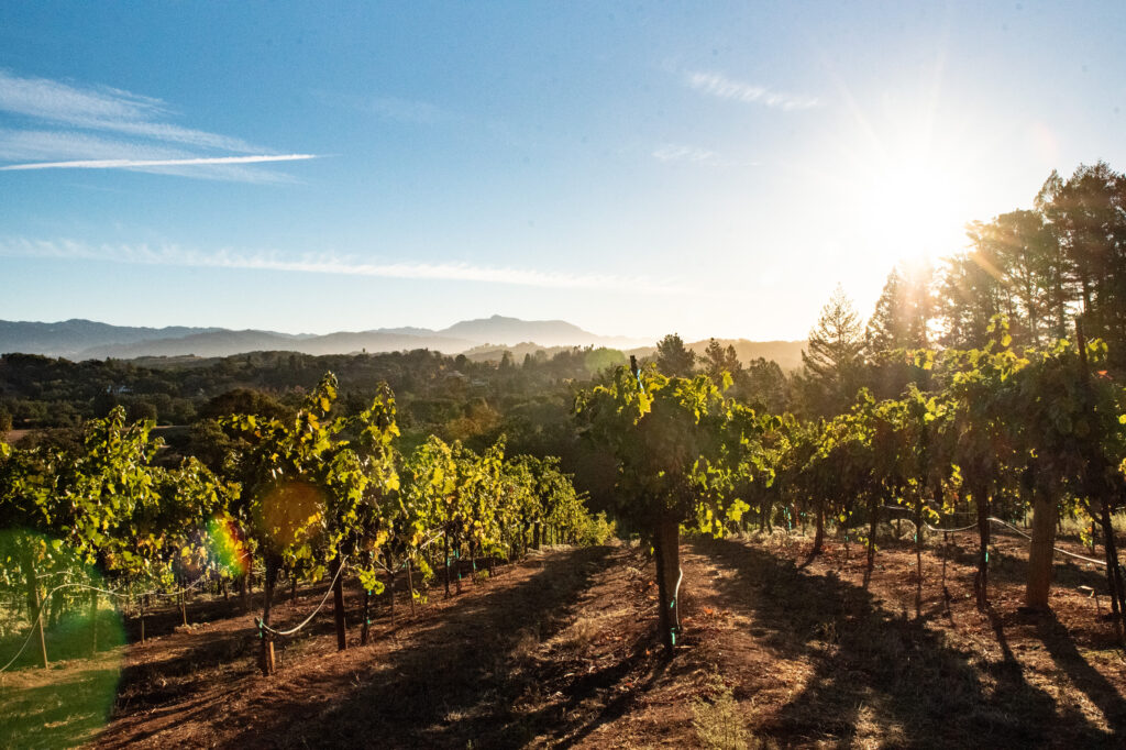 Vineyards at Somers Ranch