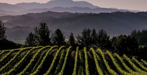 2020_Virtual_DryCreekVineyard_Merlo