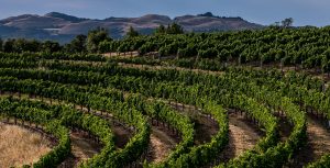 DCV-823_DryCreekVineyard_VogensenRanch