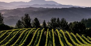 DCV-870_GR_DryCreekVineyard_Merlo