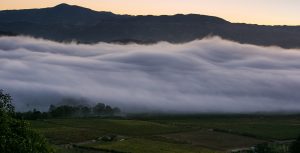 DCV-881_DryCreekVineyard_Fog